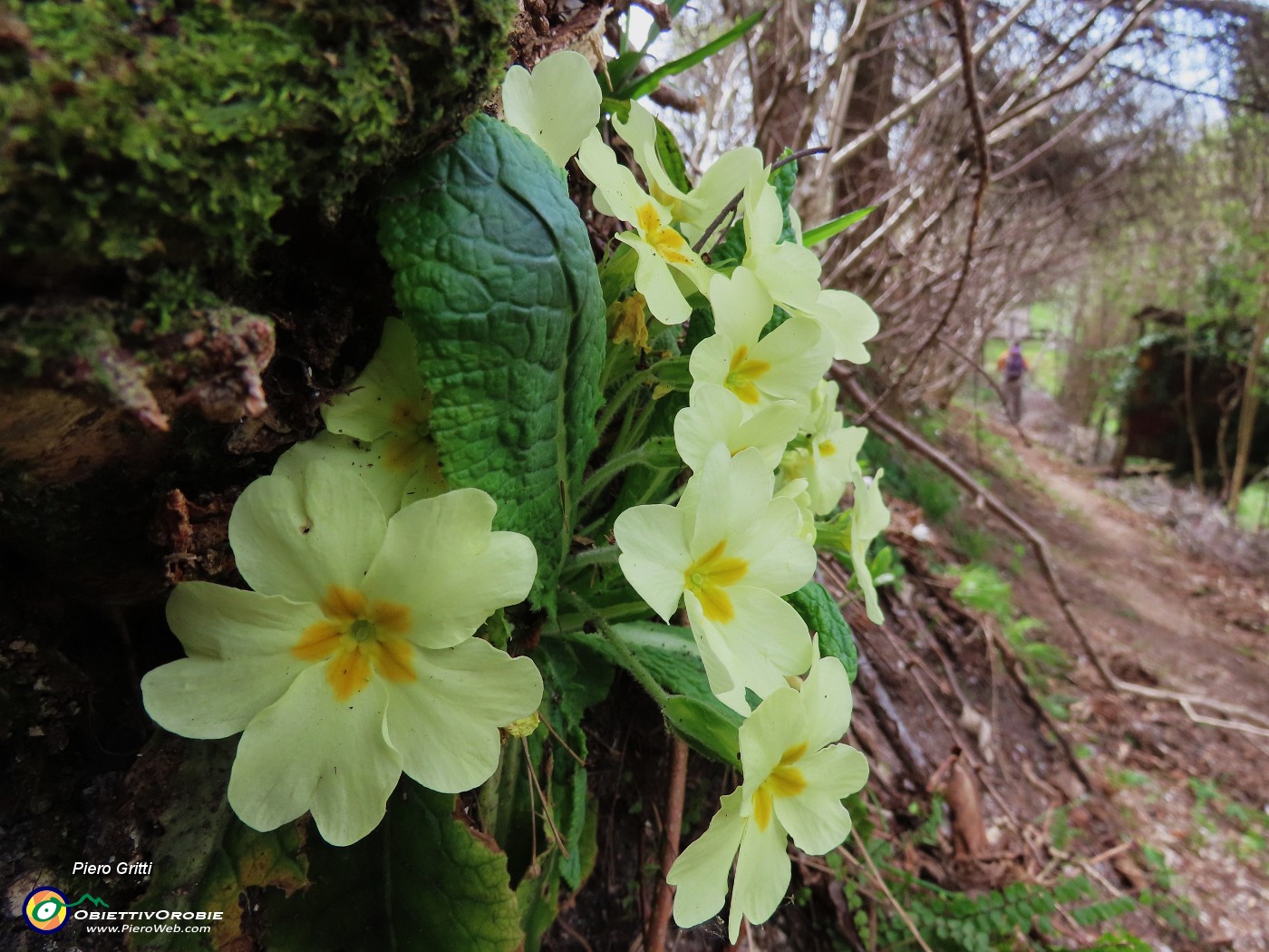 23 Primula vulgaris (Primule).JPG